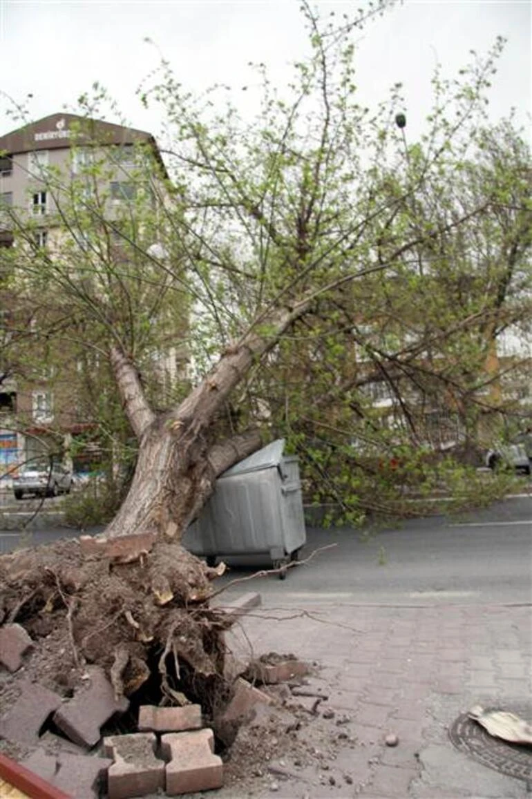 Rüyada Ağaç Sökmek